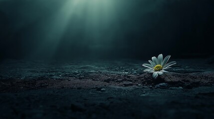A white daisy, a blossom of spring beauty, floats serenely on the blue water, reflecting the soft light