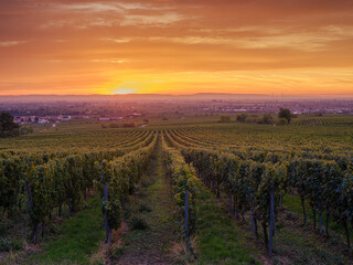 Naklejka premium sunrise over the vinyard