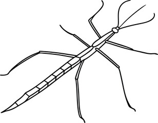 spider on a white background