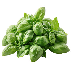 Fototapeta premium Harvesting fresh basil leaves farm food photography outdoor close-up