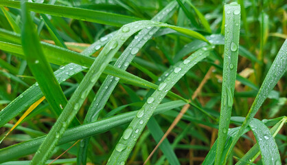 Fototapeta premium Background of water droplets on a blade of grass after rain. Raindrops on a summer day
