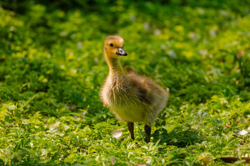 Gosling, Canada goose (Branta canadensis) on the meadow