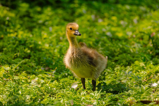 Gosling, Canada goose (Branta canadensis) on the meadow