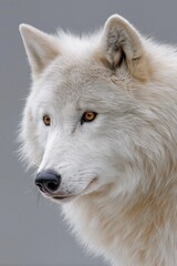 Obraz premium A white wolf with a brown nose and brown eyes. The wolf is looking at the camera. The image has a moody and mysterious feel to it