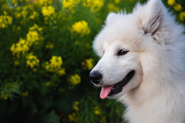 散歩中の犬