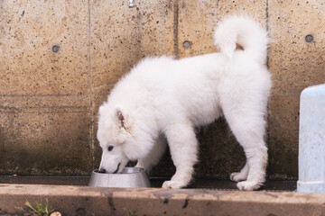 初めてのドッグラン