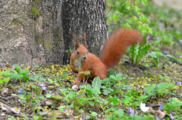  Wild redhead squirrel with white tummy in spring park near tree trunk among first spring flowers and plants .Wildlife, fauna, squirrel in spring.