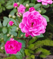 Photograph of a pink rose in garden 