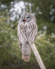 Great Gray Owl perched yawning