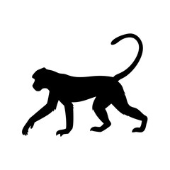 Isolated monkey silhouette vector illustration of primate animal wildlife jungle mammal design art