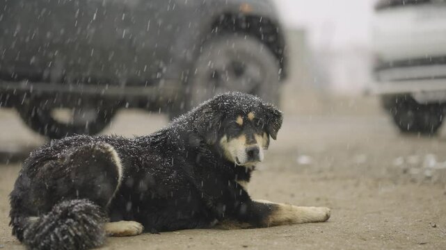 Intense Snowfall and a Happy Black Mountain Dog &ndash; Winter Vibes from Ladakh