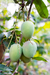 Kerala is known for producing some of the best mangoes in India.