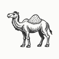 Camel. Hand drawn vector illustration. Can be used separately from your design. Cute Bactrian camel on a white background.
