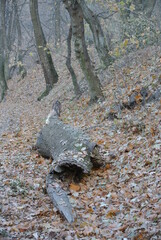 Fallen Tree in Serene Autumn Forest with Sunlit Leaves and Peaceful Woodland Ambiance