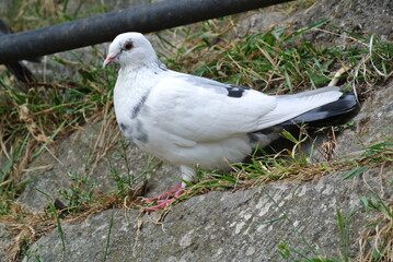 Obraz premium White Pigeon with Black Markings Standing on Rocky Ground with Green Plants in the Background