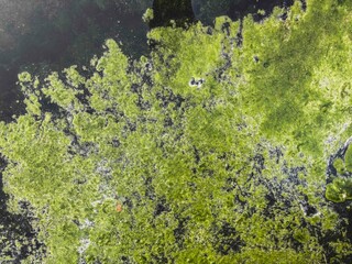 Green algae growing on the surface of dark polluted water, showcasing natural resilience. This...