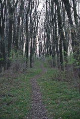 Winding Dirt Path Through a Dense Forest with Leafless Trees – A Serene and Inviting Nature Scene