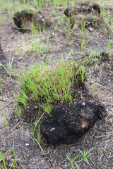 Prairie dropseed black clump after a controlled burn with green grass emerging at Wayside Woods in Des Plaines, Illinois