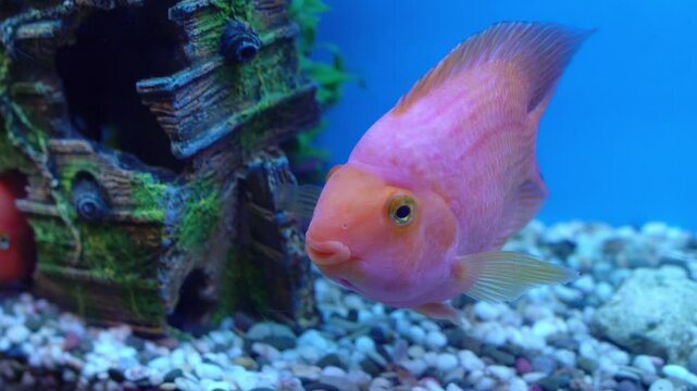 Beautiful orange parrot fish in a blue aquarium, background, close-up