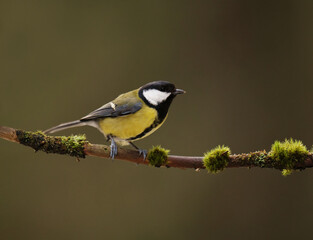 Obraz premium Great tit (Parus major) perched on a branch in the forest in spring.