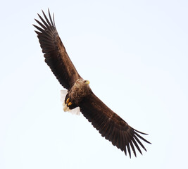 White-tailed eagle (Haliaeetus albicilla) flying in the sky in spring.