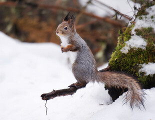 Red squirrel (Sciurus vulgaris) standing on a branch in winter.