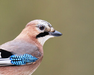 Eurasian jay (Garrulus glandarius) close up  in winter.
	
