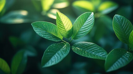 Closeup green leaves nature