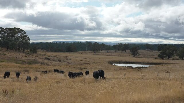 livestock in a meadow, sustainable carbon neutral farming being practiced. regenerative raised cows in a field. agricultural technology innovation.	

