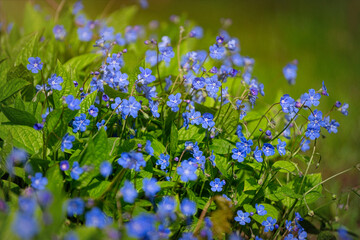 Blue campanula flower in sunny spring garden