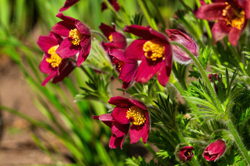 Obraz premium Red pulsatilla flower in the spring garden