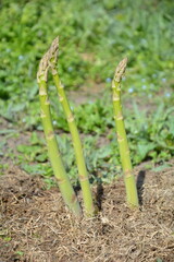 Ripe green asparagus in a garden bed. Three asparagus shoots ready for cutting - close-up of ripe vegetables in the garden.