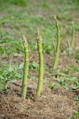 Several asparagus shoots in a sunny garden. A group of green asparagus shoots in open ground on a sunny spring day.