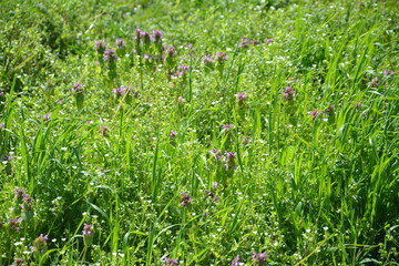 Fototapeta premium Wildflowers blooming in green field during spring season
