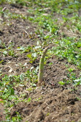 Fresh asparagus shoots ready to be harvested. Young green asparagus shoots poking through the mulch in a sunny vegetable garden. The perfect time to harvest.
