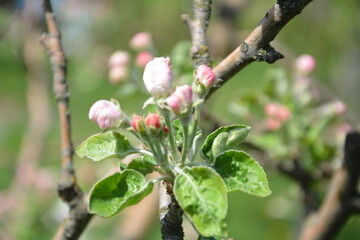 Blossom buds on apple tree branch in spring garden close-up