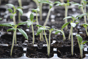 Close-up of young tomato seedlings sprouting in black plastic trays with soil in natural light