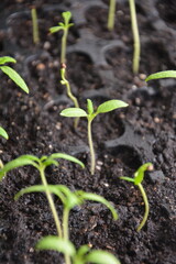 Close-up of young tomato seedlings sprouting in black plastic trays with soil in natural light