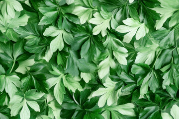 Lush green parsley leaves in a vibrant natural pattern for culinary and health concepts