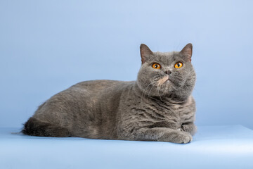 British cat is gray on a blue background. The cat has huge, bright orange eyes