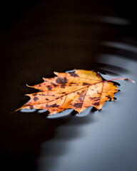 autumn leaves on the water