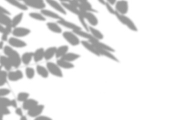 Natural leaf shadow effects isolated on transparent background. Blurred tree branch shadow. Plant leaves shade. Spring decoration, Mockup, template for product display, Summer design elements, PNG