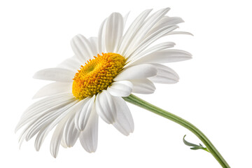 Obraz premium Marguerite White Daisy. Chamomile flower or White Daisy isolated.