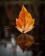 autumn leaves on the water