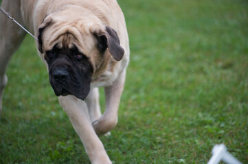 Fototapeta premium Bullmastiff turning in the dog show ring