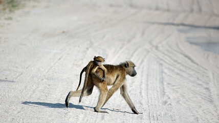Troop of baboons in the Okavango delta Botswana
