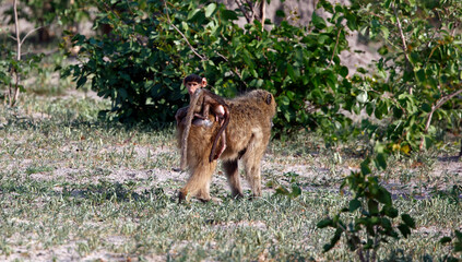 Troop of baboons in the Okavango delta Botswana