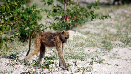 Troop of baboons in the Okavango delta Botswana