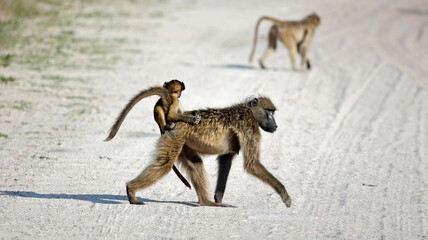 Troop of baboons in the Okavango delta Botswana