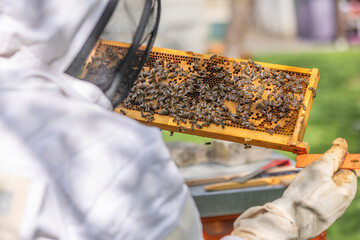 Beekeeper holding honeycomb frame covered with bees in apiary